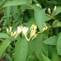 Lonicera chrysantha P2A P2B